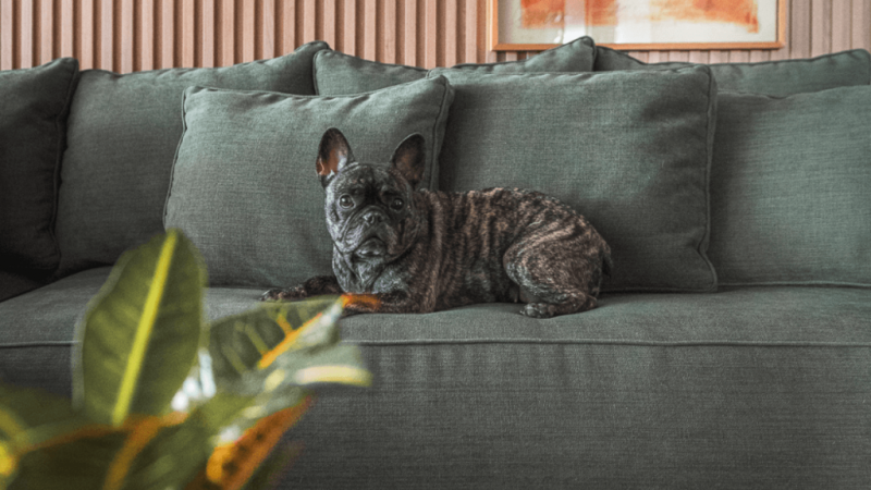 6 dicas para escolher tecidos resistentes para casa com pets