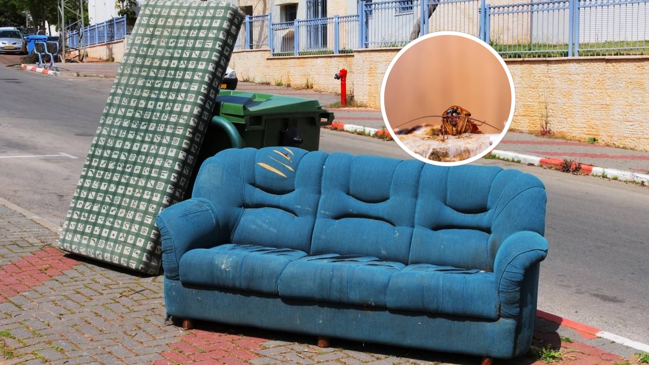 As pragas mais comuns no verão aumentam com calor e umidade nas residências