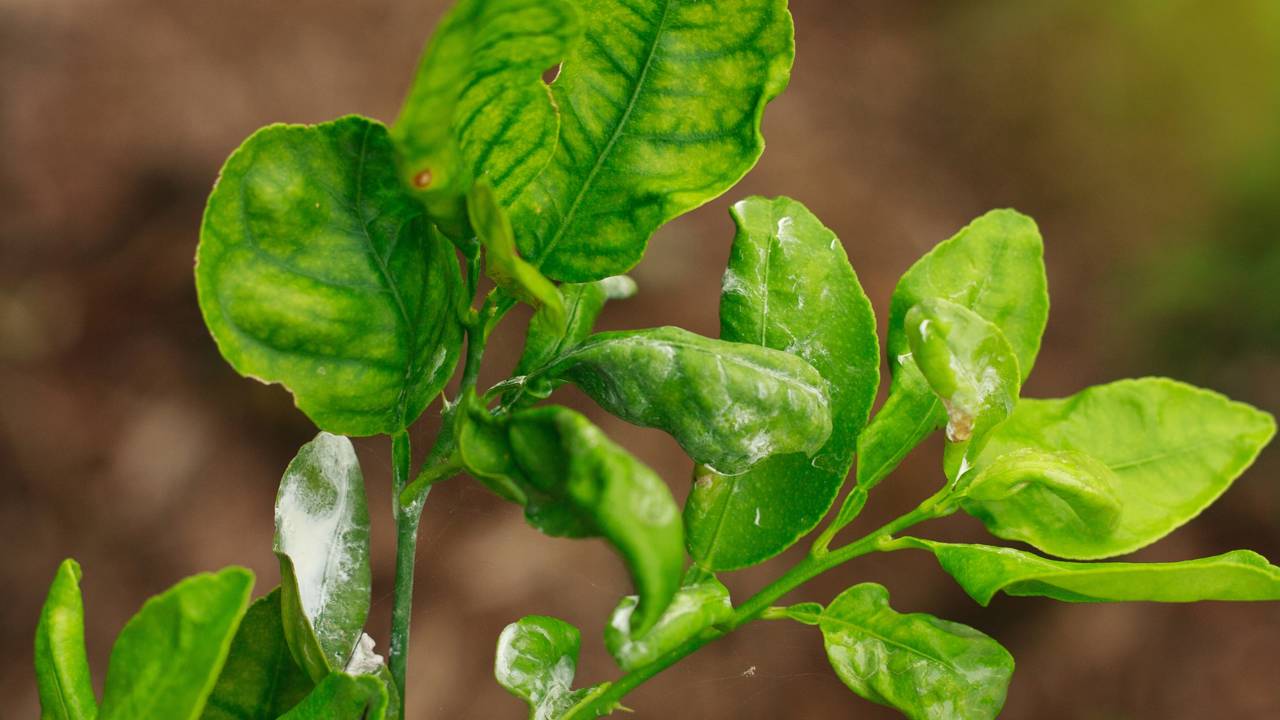 Cochonilhas no calor: como proteger suas plantas antes da infestação