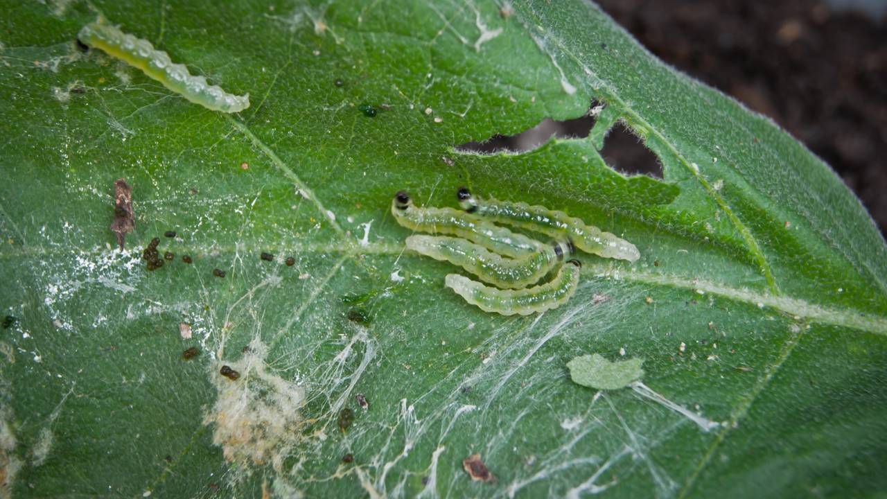 Como identificar e remover lagartas do alface para manter a horta saudável