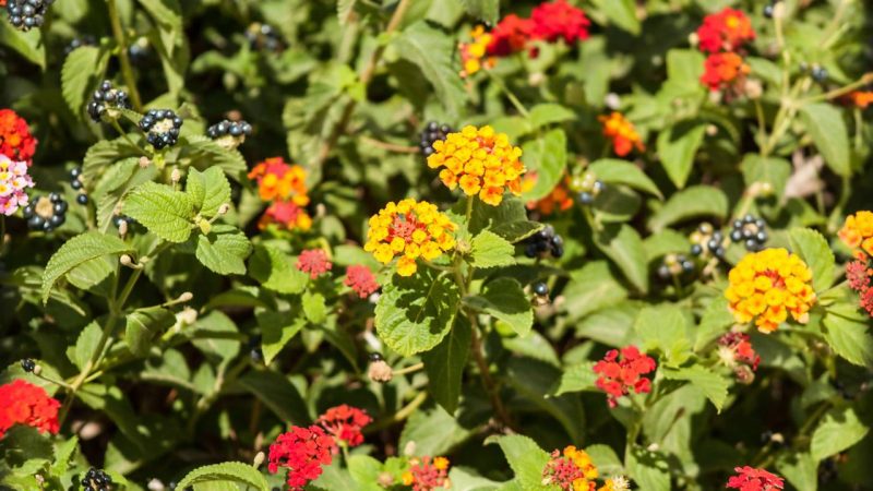 Como plantar lantana em vasos ou canteiros e ter flores bonitas no jardim de casa o ano inteiro