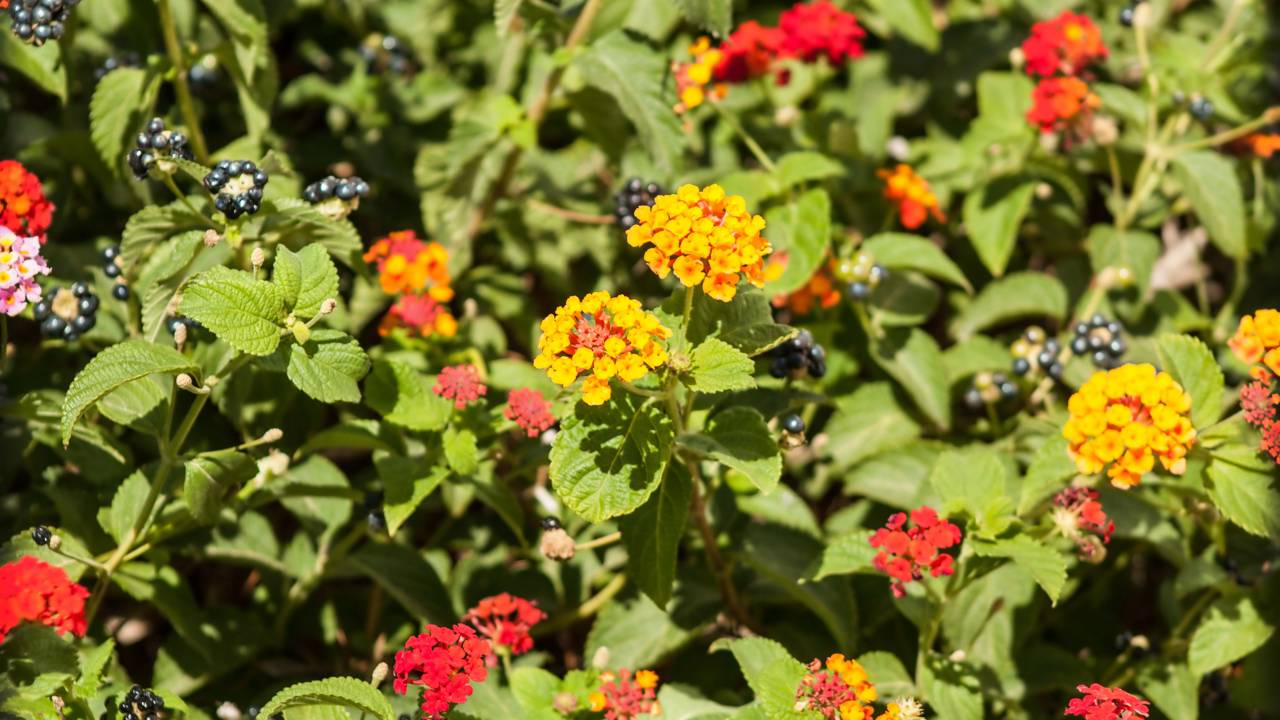 Como plantar lantana em vasos ou canteiros e ter flores bonitas no jardim de casa o ano inteiro