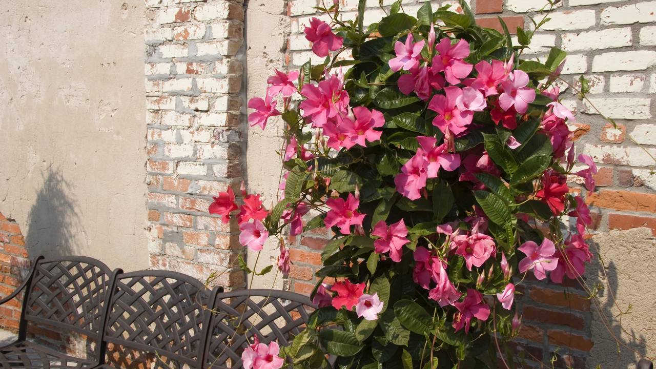 Como plantar mandevilla e ter flores grandes e vibrantes o ano todo em casa ou no jardim