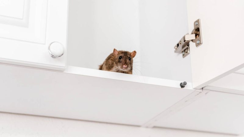 Como prevenir a chegada de roedores e proteger sua casa neste verão
