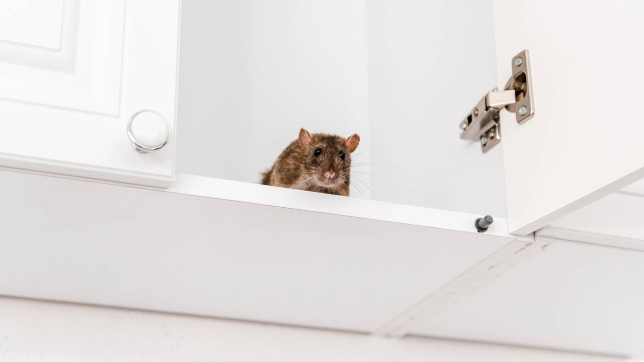 Como prevenir a chegada de roedores e proteger sua casa neste verão