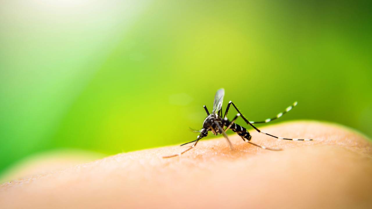 Dengue no verão: como blindar sua casa contra o Aedes aegypti