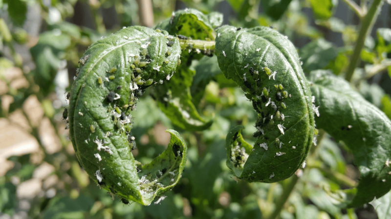 Folhas enroladas? Veja como eliminar pulgões com receitas caseiras