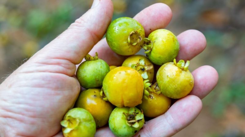 Gabiroba: benefícios da fruta pouco conhecida que é rica em fibras