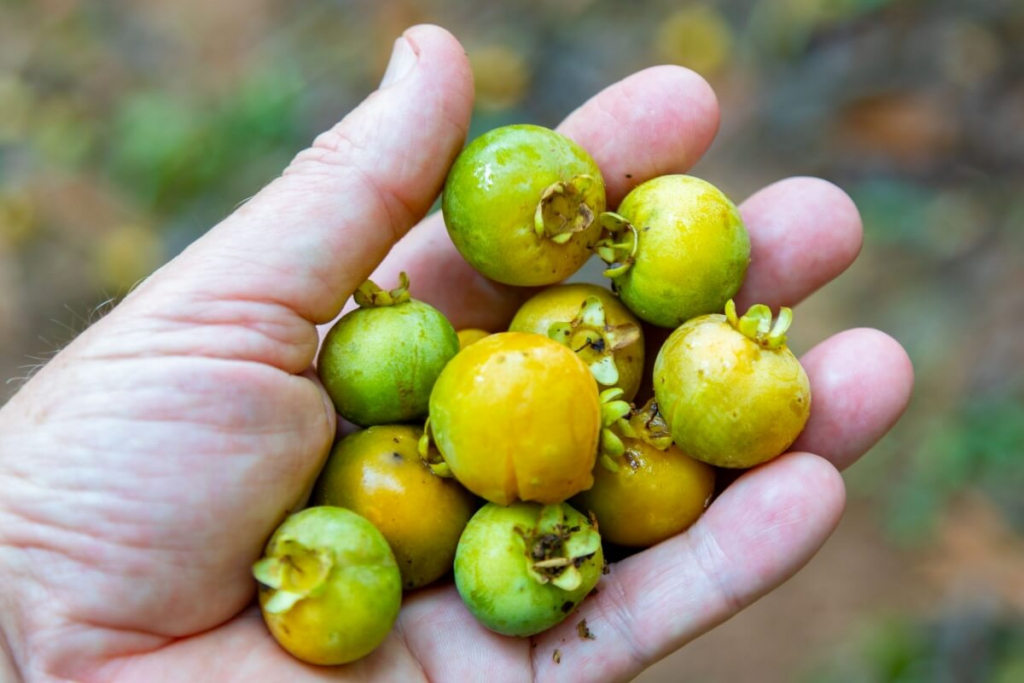 Gabiroba: benefícios da fruta pouco conhecida que é rica em fibras