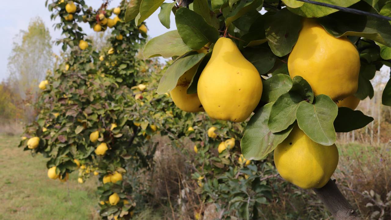 Gosta de marmelada? Tenha a fruta rica em pectina no seu quintal