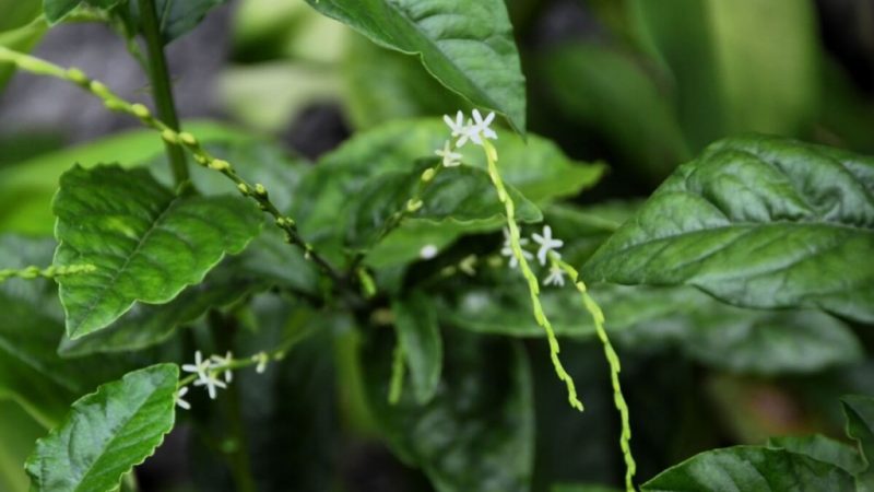 Guiné: benefícios da planta para a saúde e como usar de forma segura