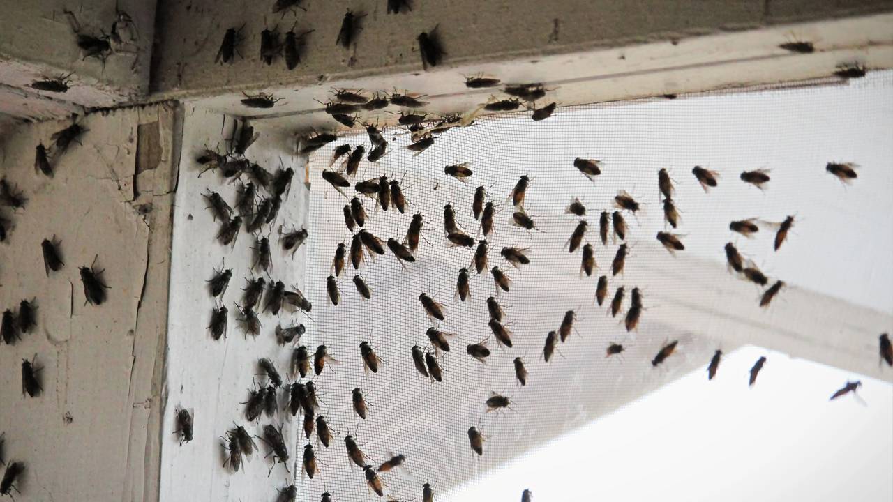 Invasão de moscas nada? Entenda por que elas escolheram sua casa para morar