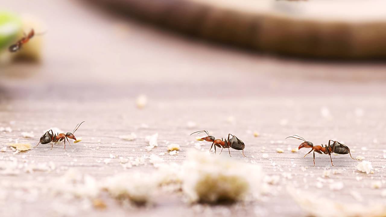 Invasão de verão: por que as formigas aparecem mais no calor?