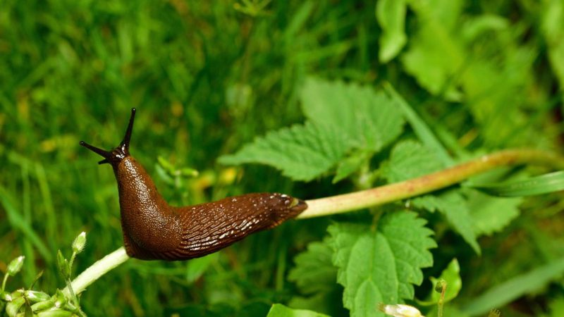 Lesmas no seu jardim? Faça uma armadilha infalível enterrando potes no chão