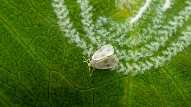 Mosca-branca no tomateiro: como identificar, prevenir e evitar perdas na colheita