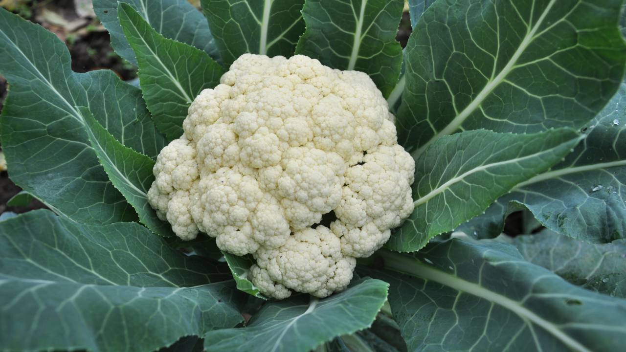 O erro que deixa a couve-flor amarela e como evitar na sua horta