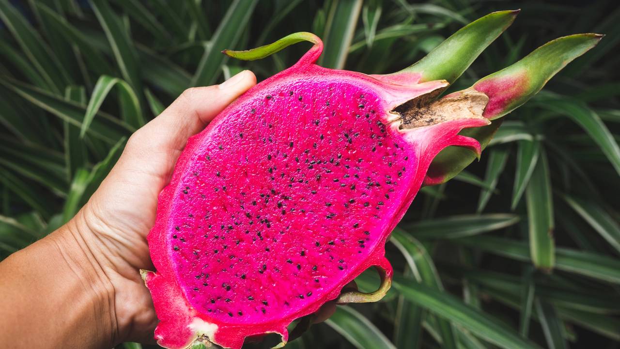Pitaya em vaso funciona? Veja o lugar exato para a fruta ficar doce e gigante