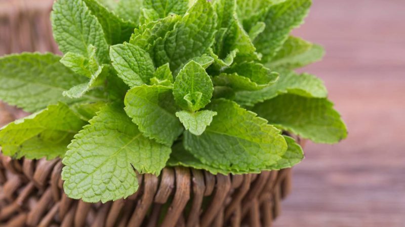 Planta fácil que perfuma o banheiro e reduz mosquitos sem usar produtos fortes