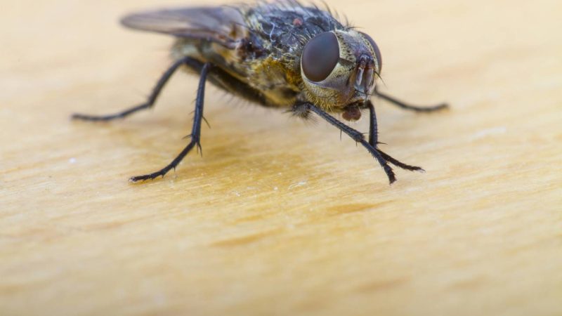 Por que sua casa enche de moscas no calor e o que fazer para evitar essa invasão
