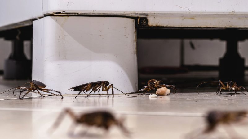 Pragas aumentam no verão devido ao clima quente, essas medidas simples de higiene e vedação ajudam a evitar insetos dentro de casa