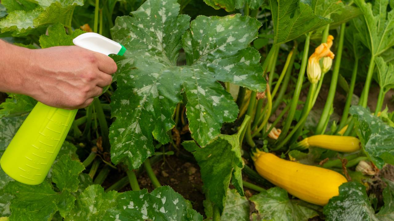 Pragas de janeiro ameaçam plantas e exigem atenção redobrada no verão