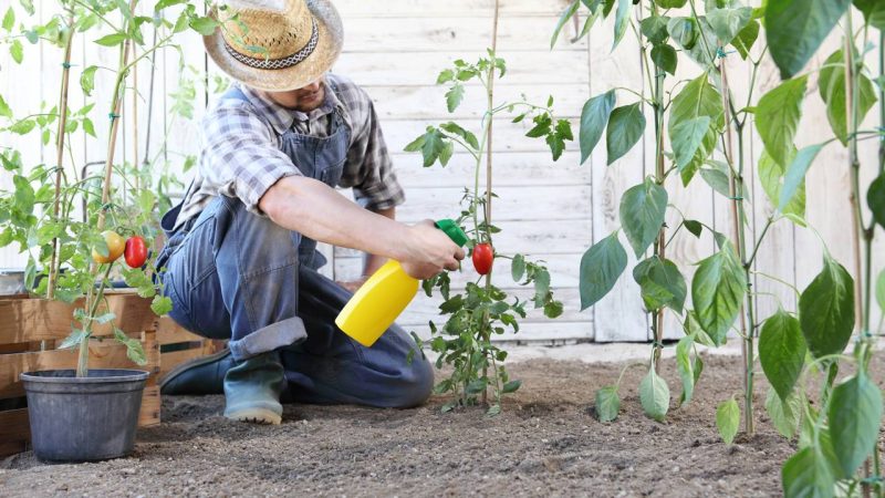 Práticas do dia a dia podem espalhar pragas entre vasos e comprometer plantas saudáveis dentro de casa