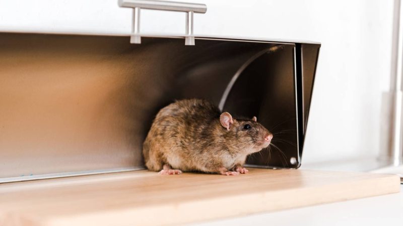 Prevenção de ratos: hábitos diários para manter a casa segura no verão