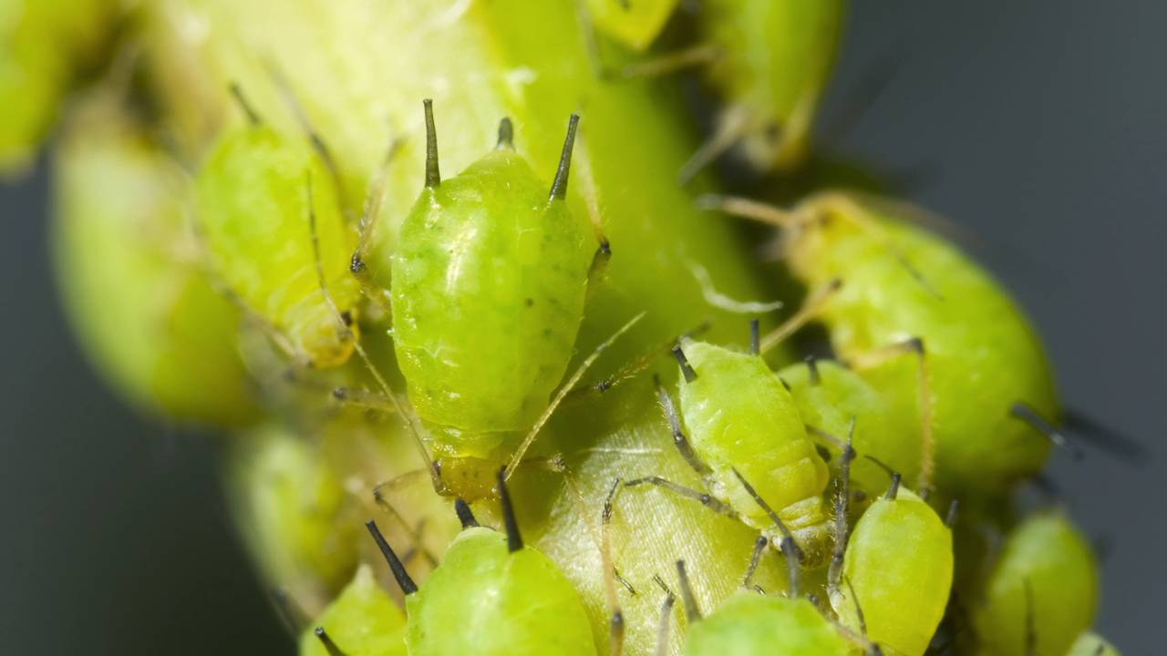 Pulgões sob controle: como proteger suas plantas de forma natural em 2026