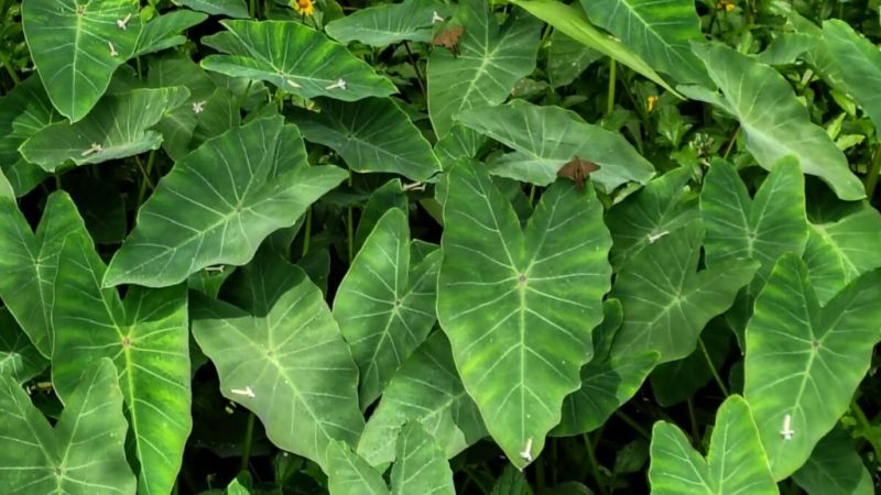 Taioba: benefícios da planta nutritiva que pode transformar sua alimentação
