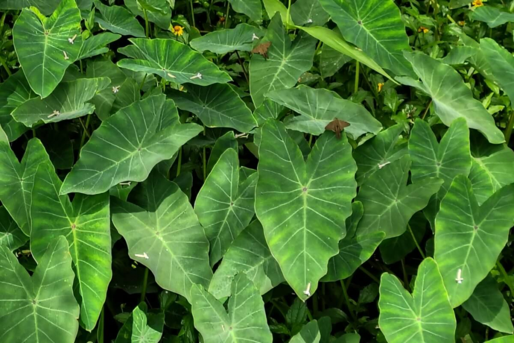 Taioba: benefícios da planta nutritiva que pode transformar sua alimentação