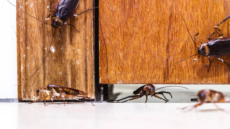 Ver barata na porta não é acaso e pode ser sinal de infestação silenciosa