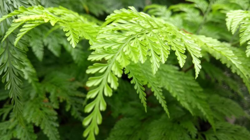 5 plantas fáceis de cuidar para ter em casa e deixar o ambiente mais verde