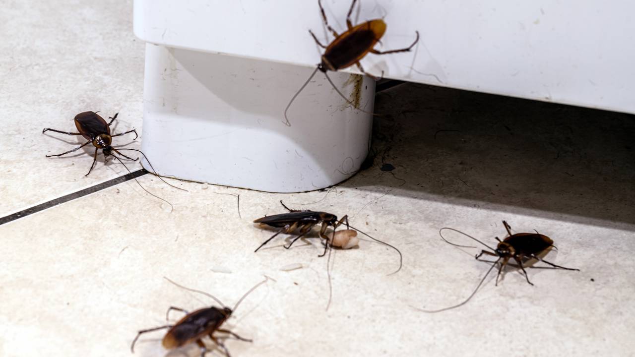A cozinha parece limpa, mas você ignora este ponto escondido que é o abrigo das baratas