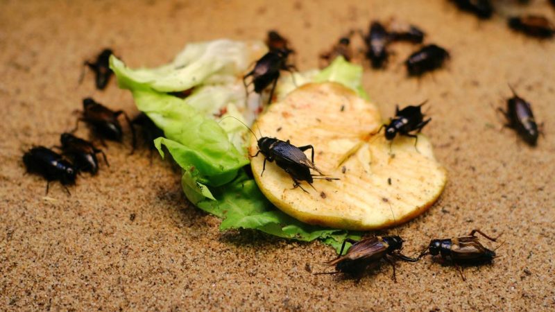 Apenas uma folha desta planta protege móveis e afasta baratas da sua casa