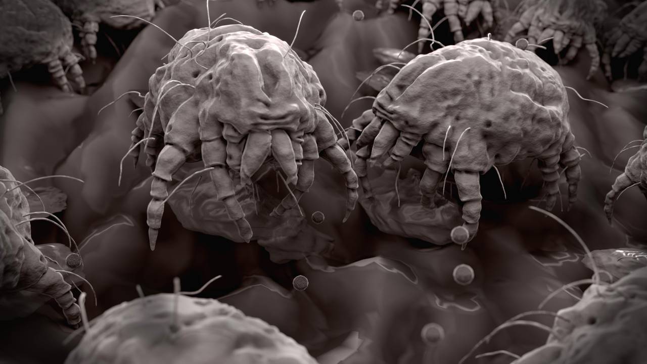 Aprenda a identificar focos de ácaros e aplicar medidas práticas para diminuir alergias respiratórias