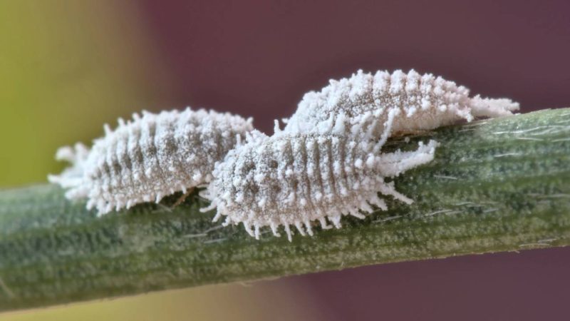 Aprenda a proteger suas plantas ornamentais do ataque agressivo das cochonilhas no verão intenso