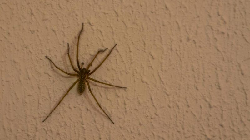 Aranhas em casa? Veja como vedar frestas e organizar armários para afastar esses animais de vez