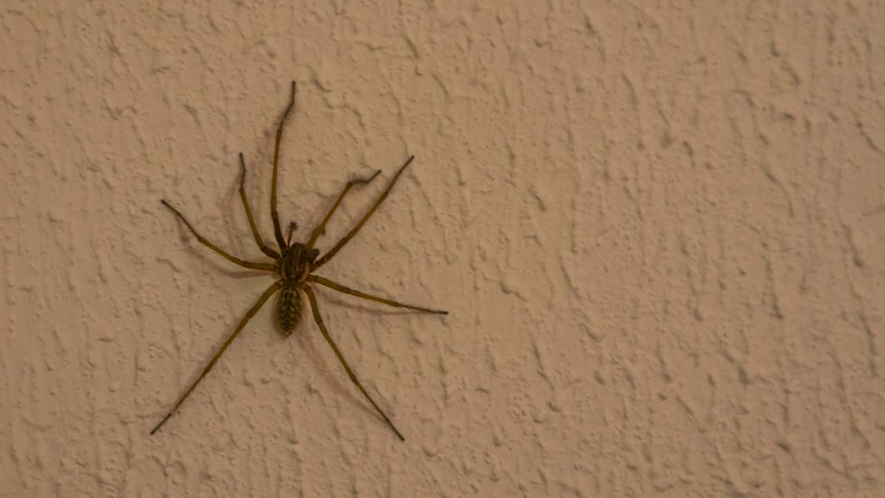 Aranhas em casa? Veja como vedar frestas e organizar armários para afastar esses animais de vez