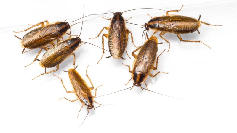 Barata saindo pelo ralo? Aprenda a fazer a isca de ácido bórico com cebola que elimina o ninho