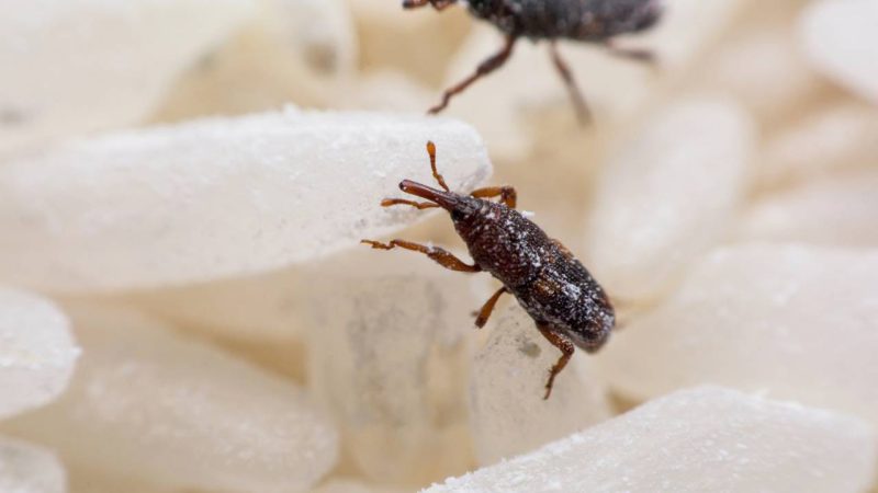 Bichinhos no arroz? Veja agora como acabar com o caruncho e salvar seus alimentos com segurança