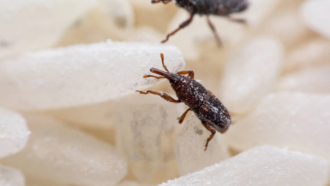 Bichinhos no arroz? Veja agora como acabar com o caruncho e salvar seus alimentos com segurança