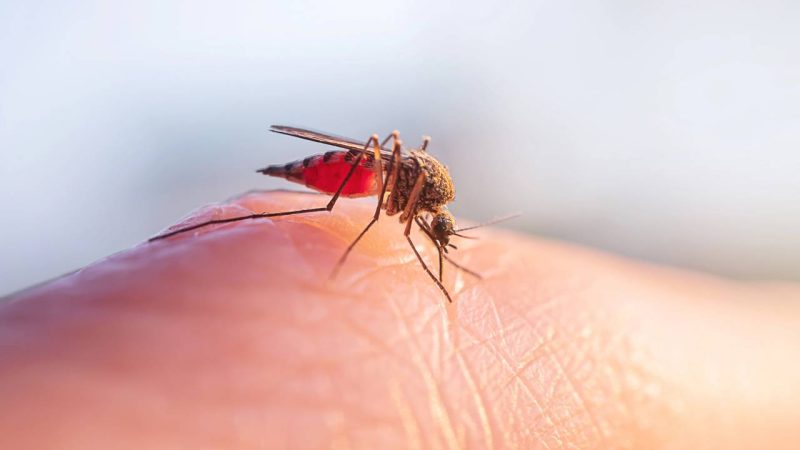 Calor e água parada explicam aumento de pernilongos e risco de dengue