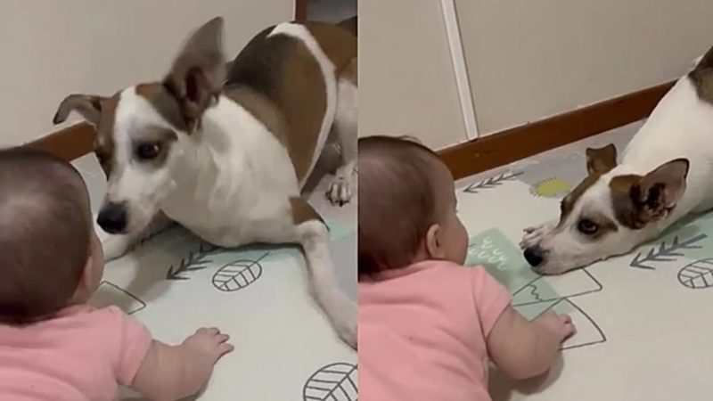  Cão vira-lata cria forma cuidadosa para brincar com menininha e fofurice viraliza