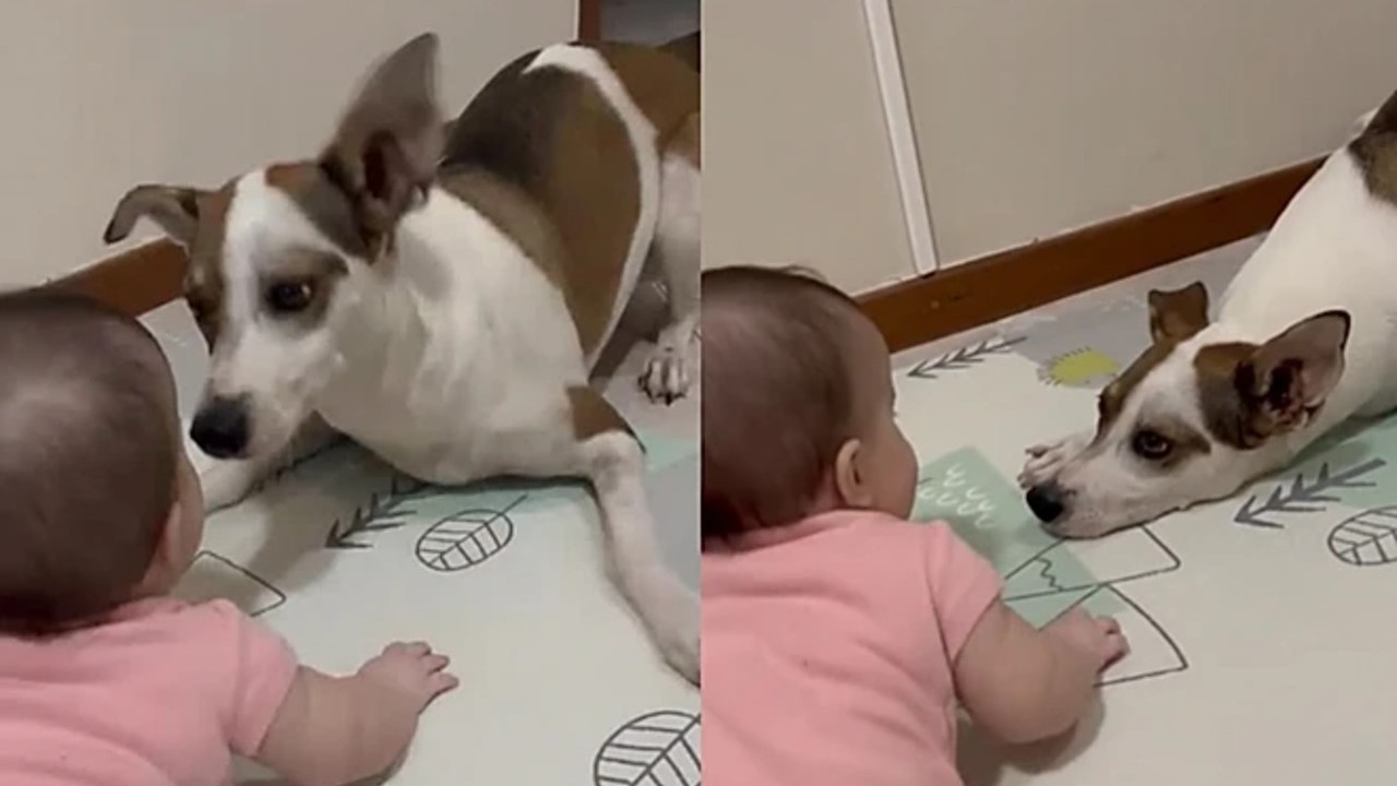  Cão vira-lata cria forma cuidadosa para brincar com menininha e fofurice viraliza