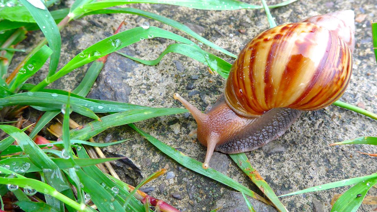 Caramujo-africano no jardim? Aprenda a usar cinzas de churrasqueira para blindar suas plantas