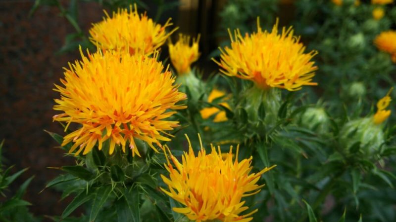 Cártamo: benefícios da planta natural que combate inflamações e melhora a saúde