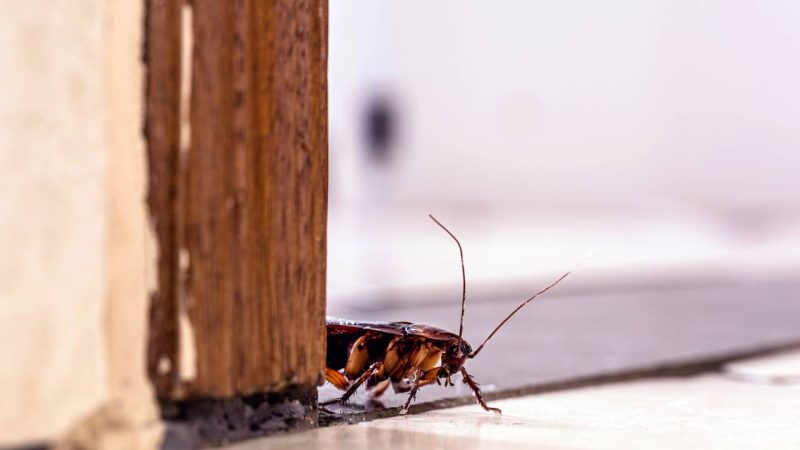 Casa limpa e baratas aparecendo? Saiba por que esses insetos invadem até os lares mais cuidados