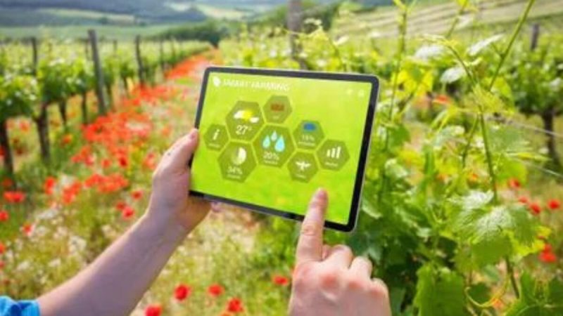 Como a Tecnologia Ajuda a Reduzir a Pegada de Carbono dos Vinhedo de Sonoma