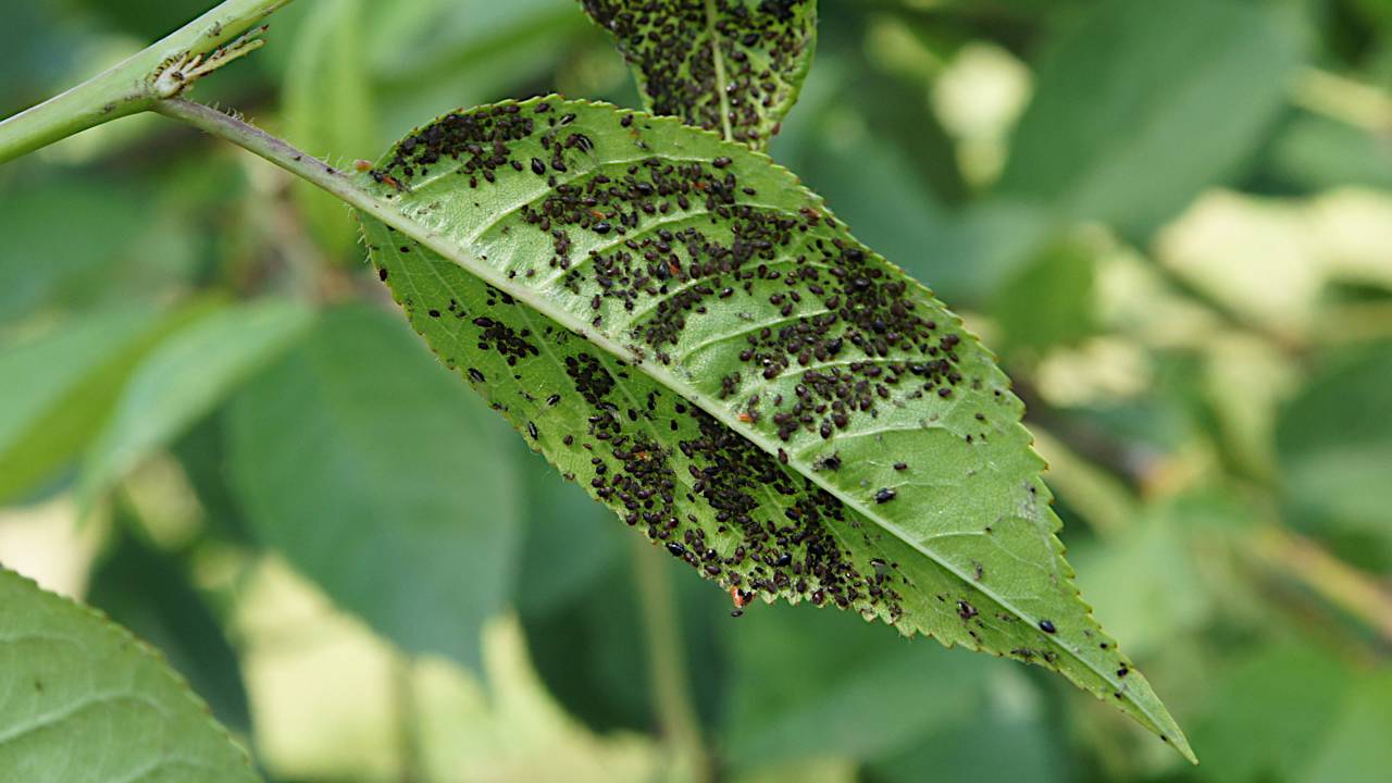 Como proteger o jardim de pragas no verão com práticas fáceis e sem veneno
