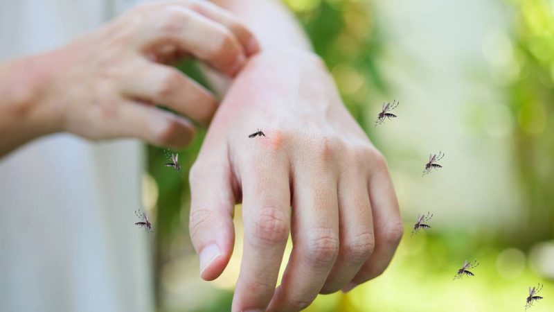 Cuidado com o crepúsculo! Veja como proteger sua família dos mosquitos que acordam no fim do dia